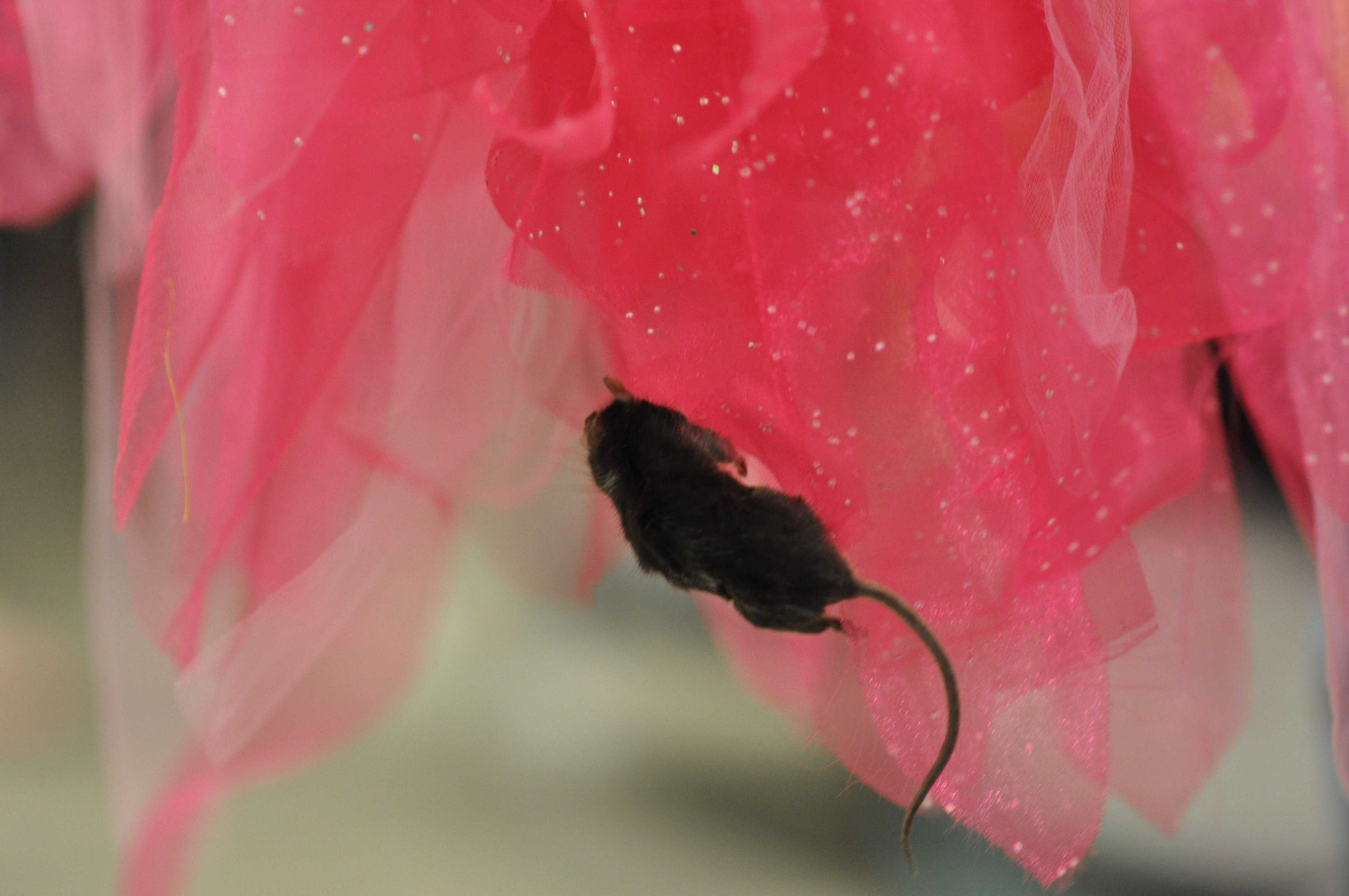 A mouse was discovere today on the pink bird costume recently used in the Suessical.
