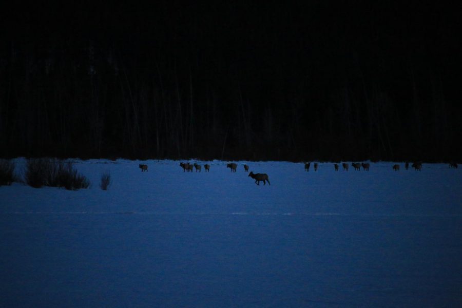 The day I took this picture, we spent the entire afternoon looking for moose, and had even been in this same location hours before looking for moose. We were coming back from our search on the highway and my dad noticed this large group of elk hanging out on the lake. I also have pictures of a coyote lurking nearby. 