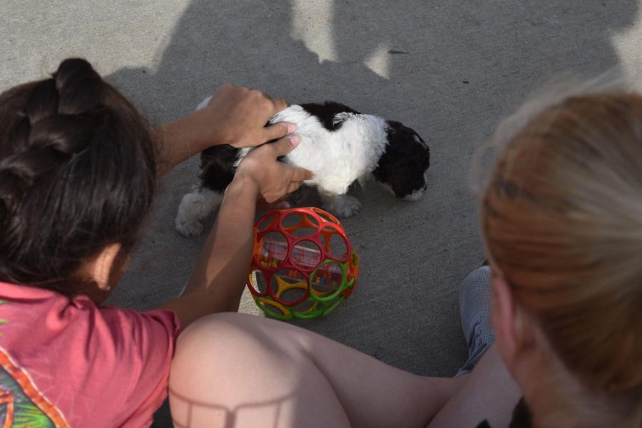 Student reaches for the black and white puppy.