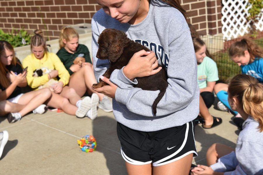 Ella Stoltenburg holds a little brown puppy.