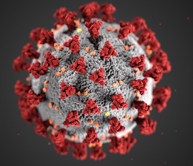 Photo of the COVID-19 Coronavirus provided by the National Park Service.