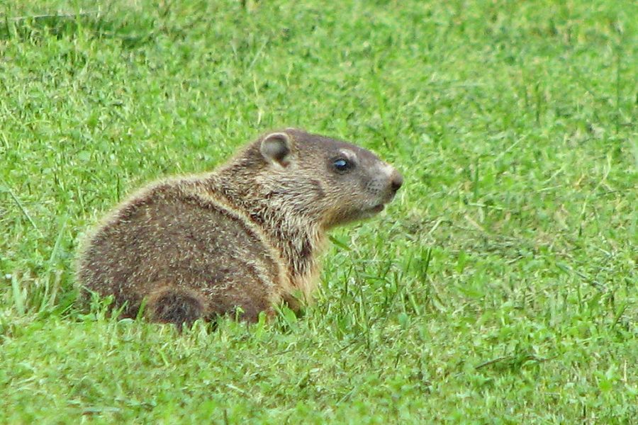 A groundhog searches for its shadow. Unfortunately, this groundhog has no authority, as it isnt Punxsutawney Phil.