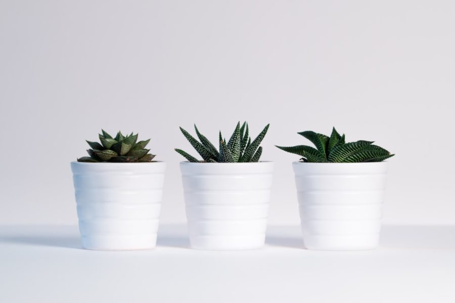 Incorporating plants into your personal space can have a positive impact in your well-being. 