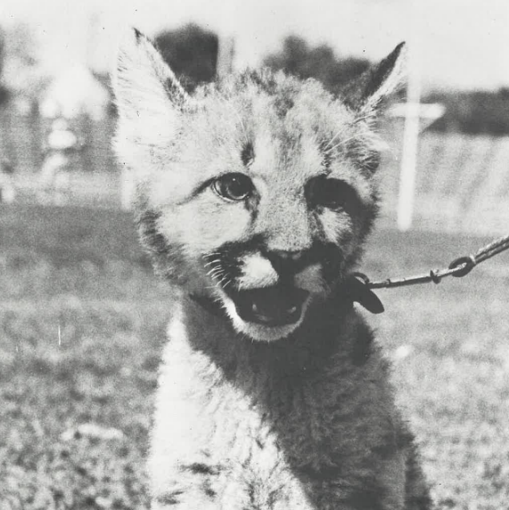 The baby Cougar brought to Kennedy during annual Issues Week celebrations.