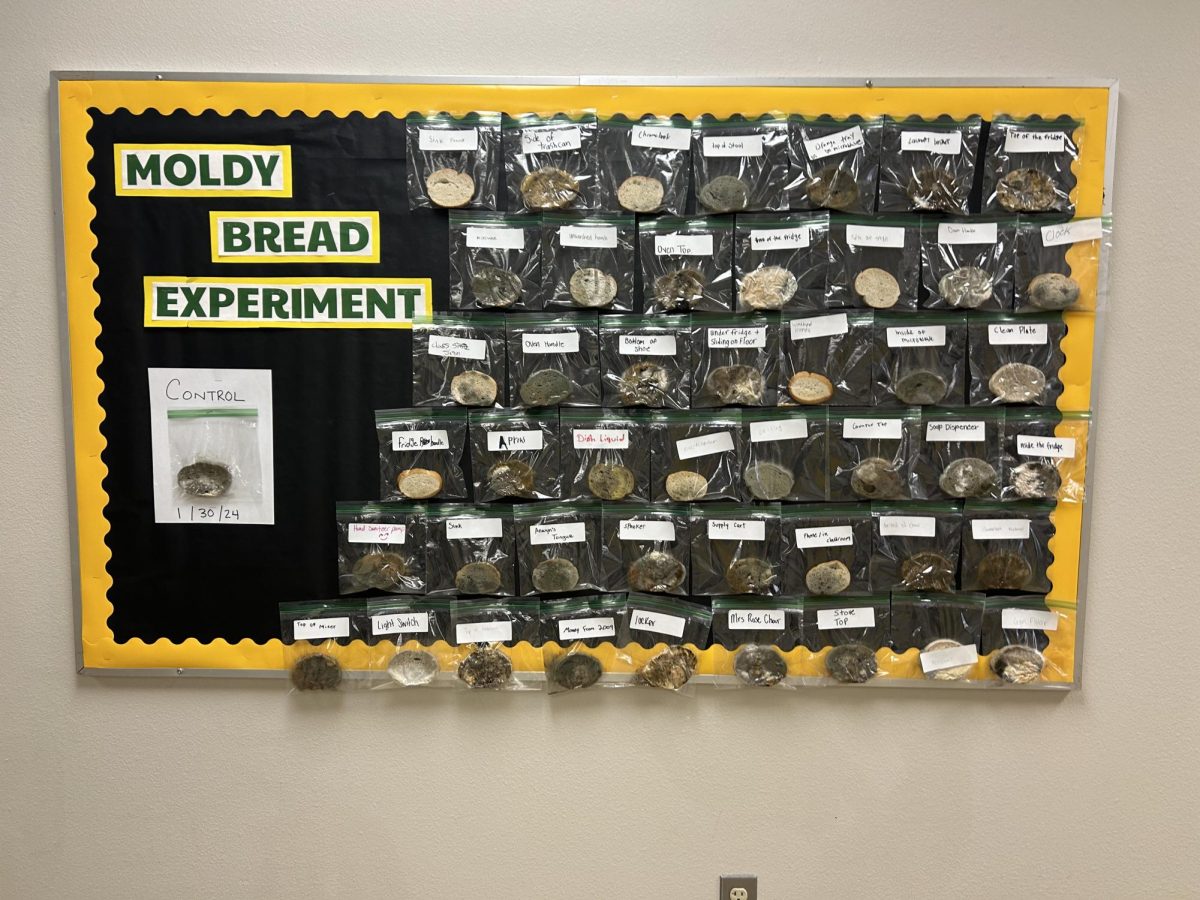 The moldy bread wall experiment, located outside of room 52.